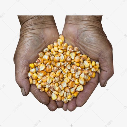 农民手捧粮食玉米的照片